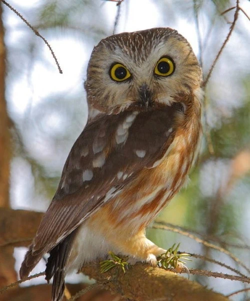 Northern Saw-Whet Owl