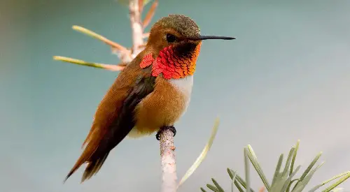 Rufous Hummingbird