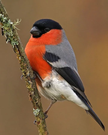 Eurasian Bullfinch