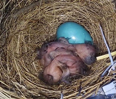Gray Catbird Egg with Three Hatchlings