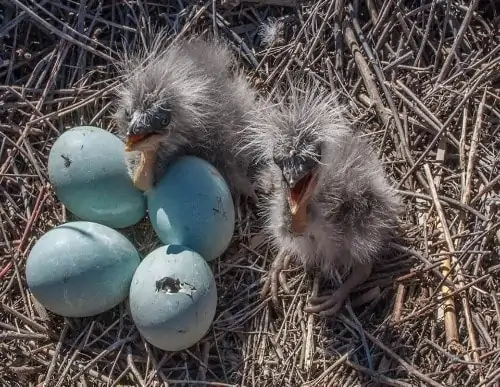 Great Blue Heron Eggs with Hatchlings