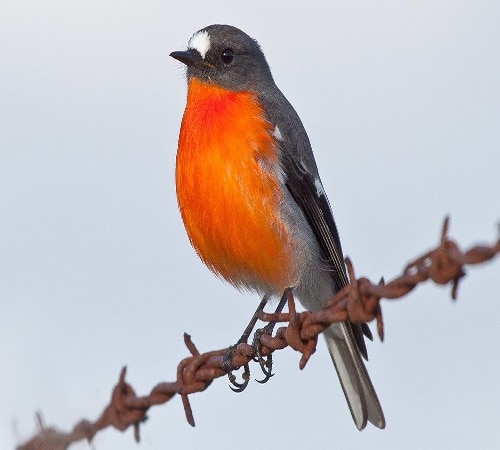 orange-breasted bird