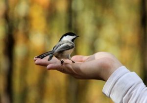 Bird-on-persons-hand