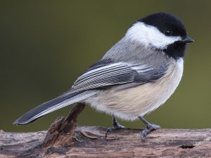 Black-Capped Chickadee