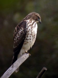 broad winged hawk