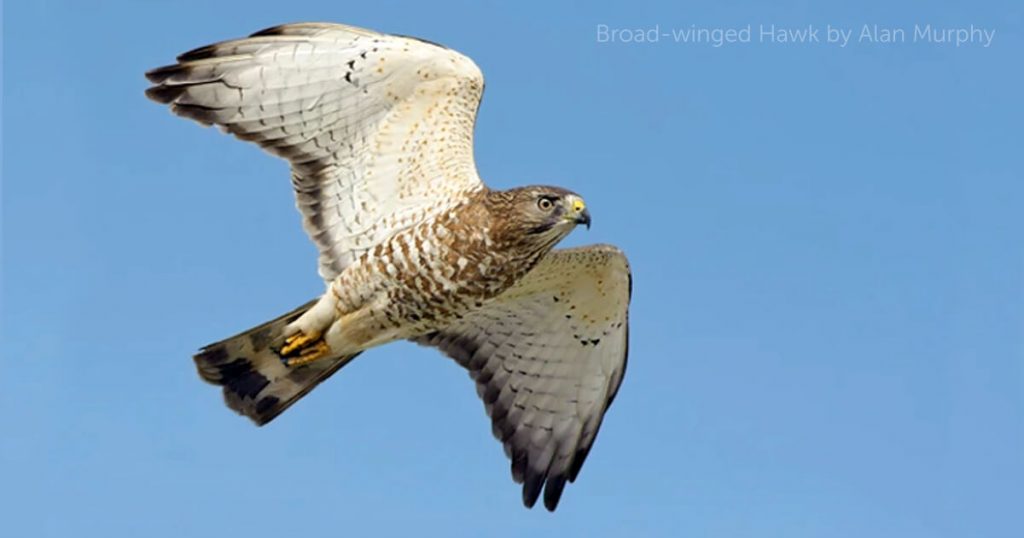 Broad-Winged Hawk