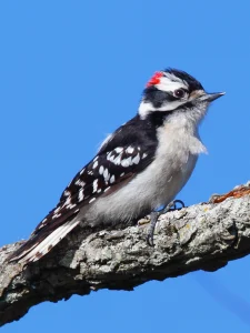 Downy Woodpecker