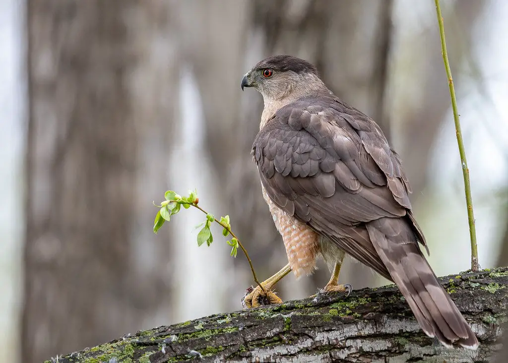 Cooper's Hawk Female