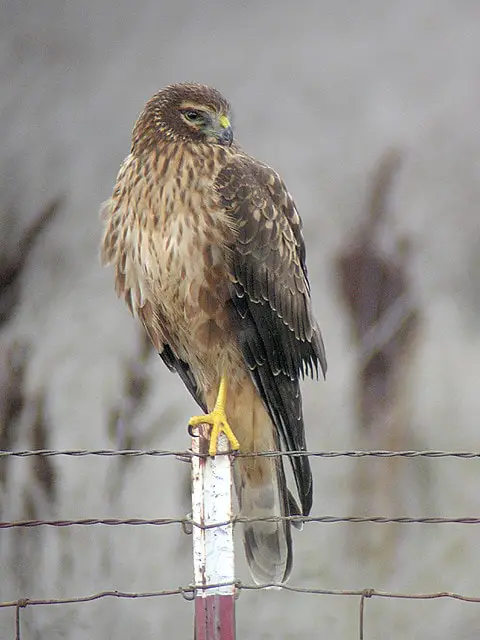 Female Northern Harrier