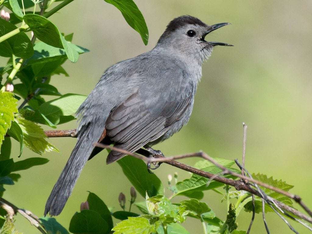 Gray Catbird calling from foliage