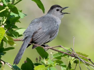 Gray Catbird