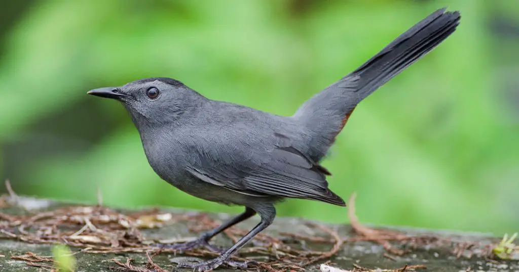 Gray Catbird