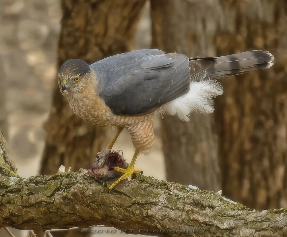 Cooper's Hawk Male