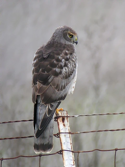 Male Northern Harrier