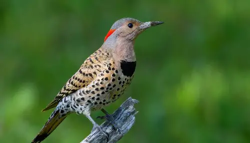 NYC Woodpecker