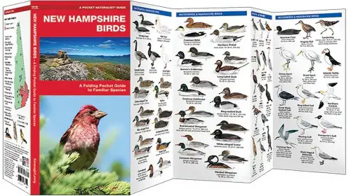 New Hampshire Birds