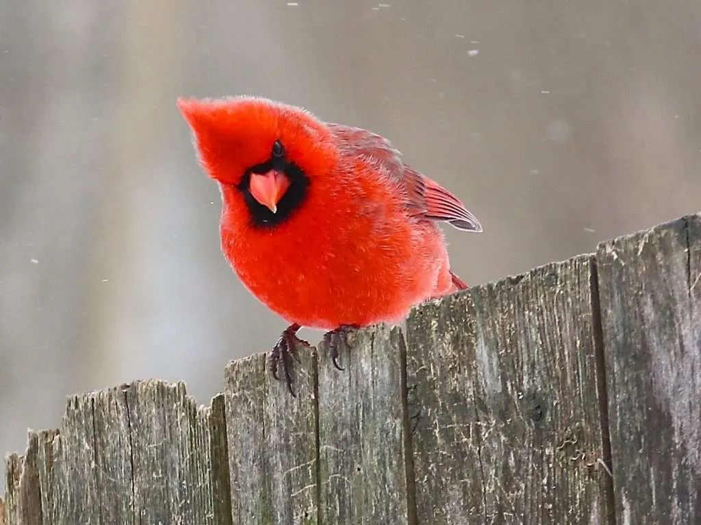 Northern Cardinal in cold weather on a fence