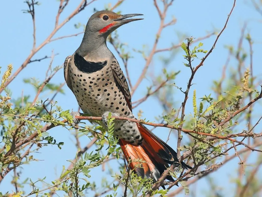 Northern Flicker