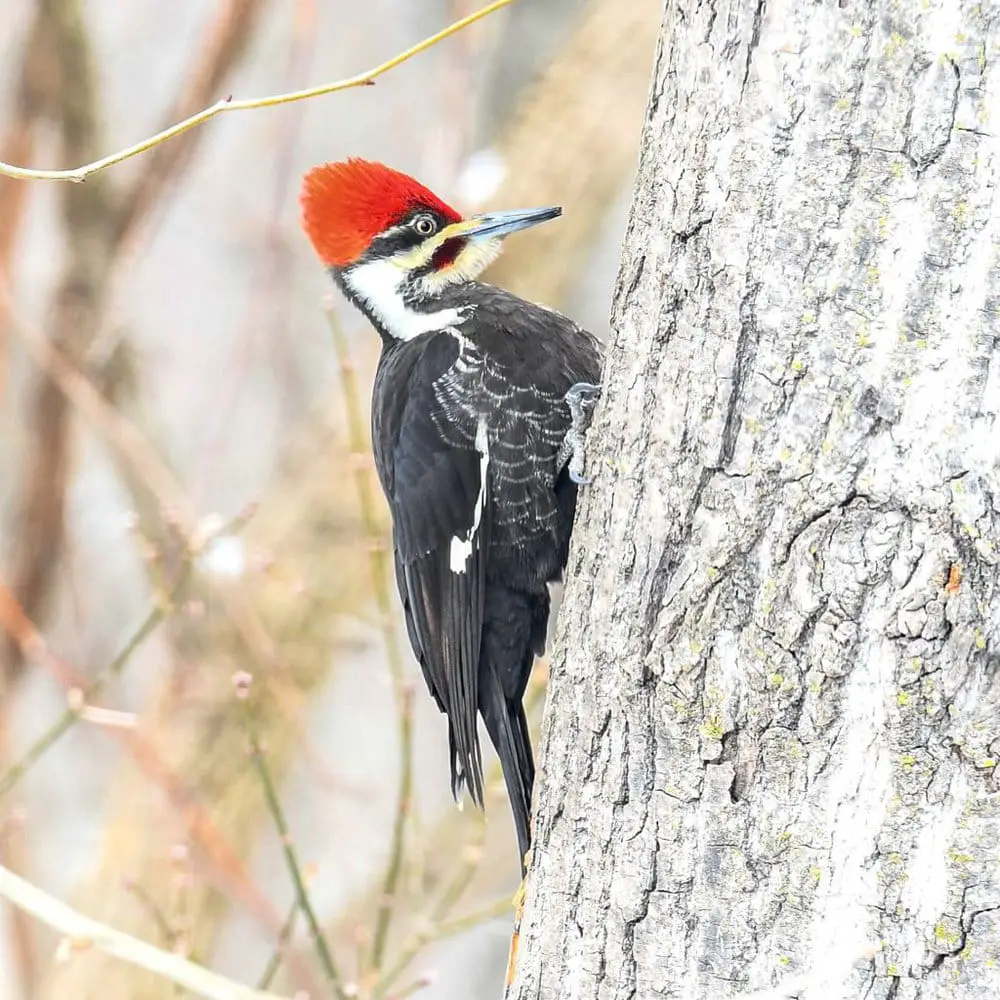 Pileated Woodpecker