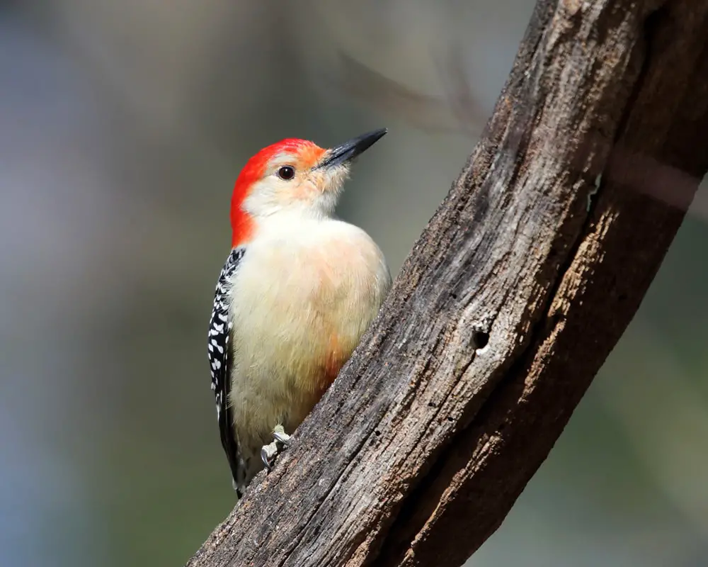 Red-Bellied Woodpecker