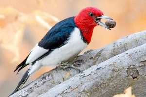 Red-headed Woodpecker with a nut in its bill