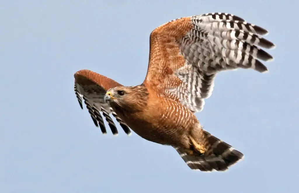 Red-Shouldered Hawk