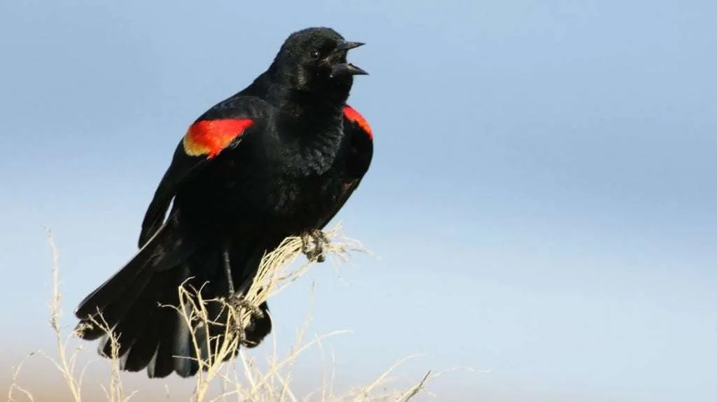 Red-Winged Blackbird singing
