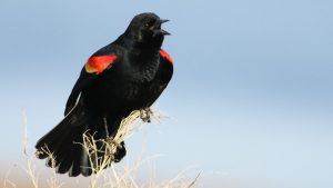 Red-Winged Blackbird