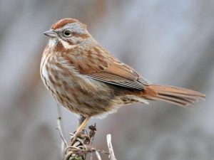 Song Sparrow