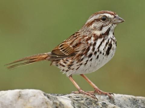 Song Sparrow