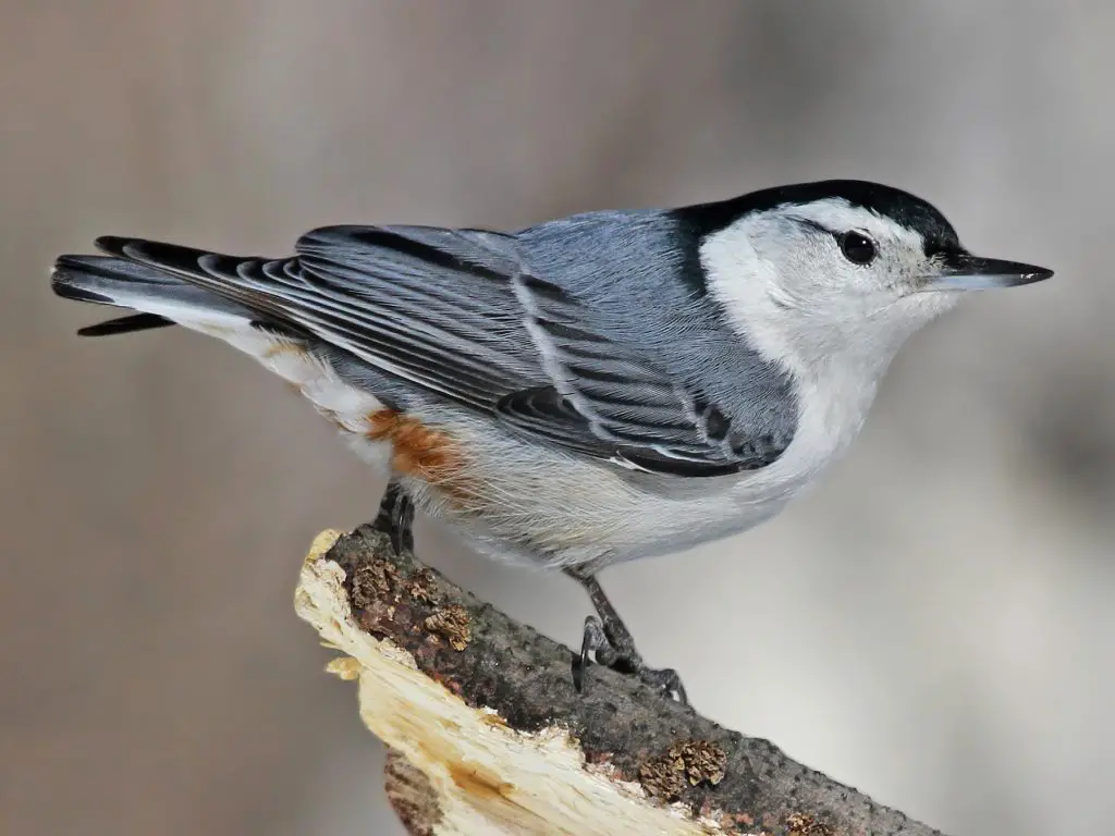 White Breasted Nuthatch