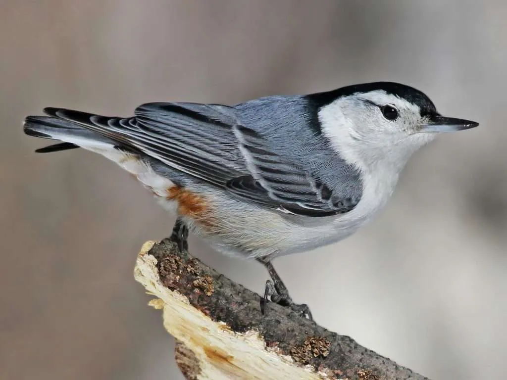 White-breasted Nuthatch standing on a stick