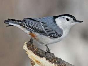 White-breasted Nuthatch standing on a stick