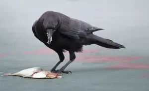 Crow eating small animal carcass