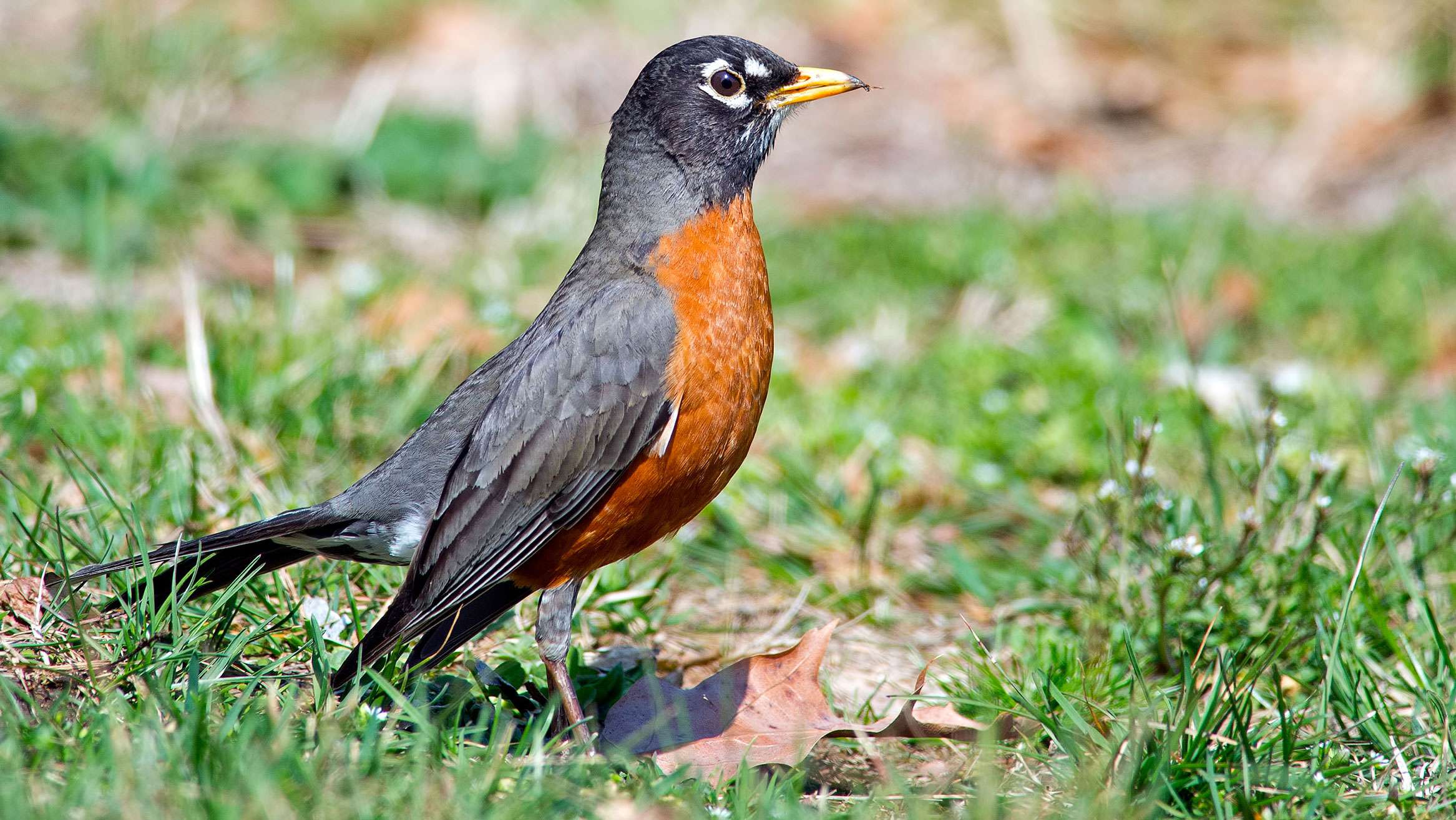 Large thrush like bird with dark brown back and red/orange breast.