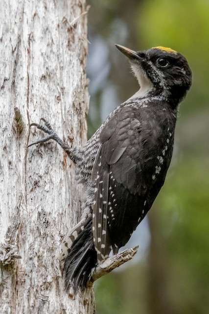 American Three-toed Woodpecker clinging to a tree