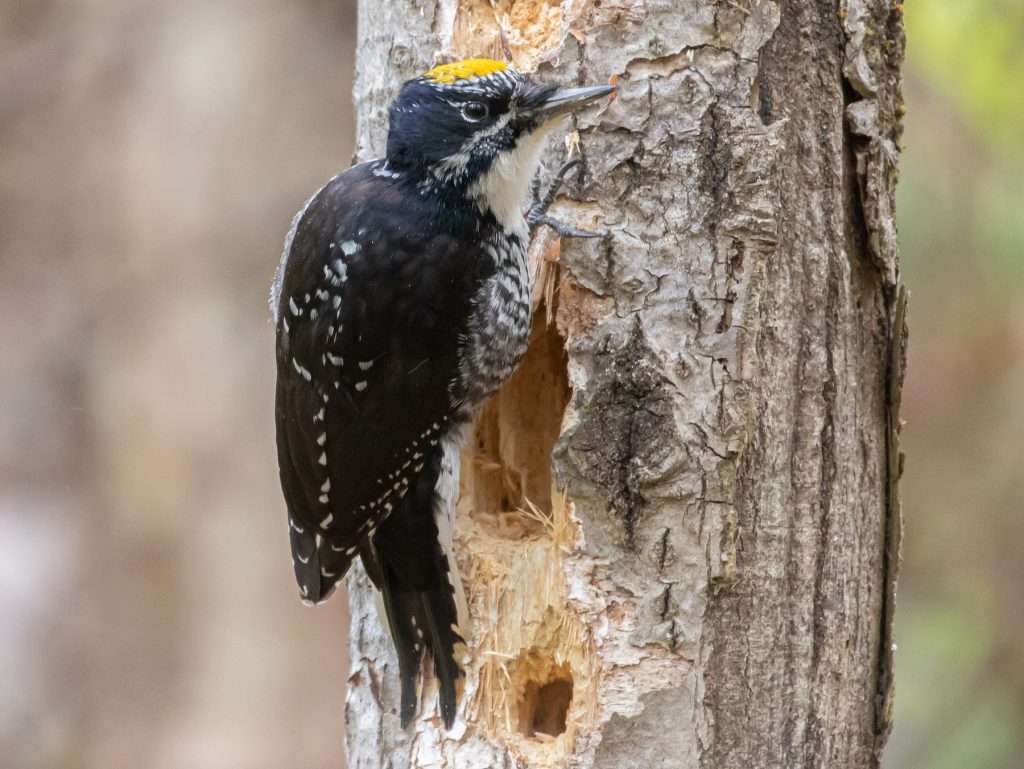 American Three-toed Woodpecker pecking holes into a tree