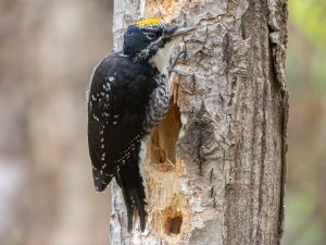 American Three-Toed Woodpecker