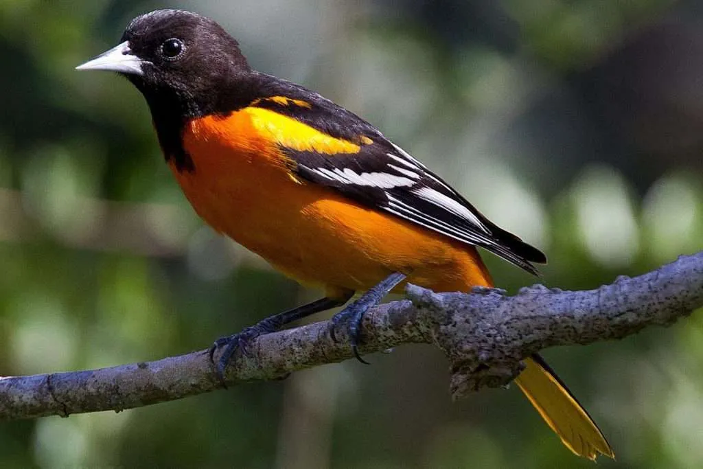 Baltimore Oriole sitting on a branch