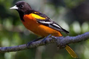 Baltimore Oriole