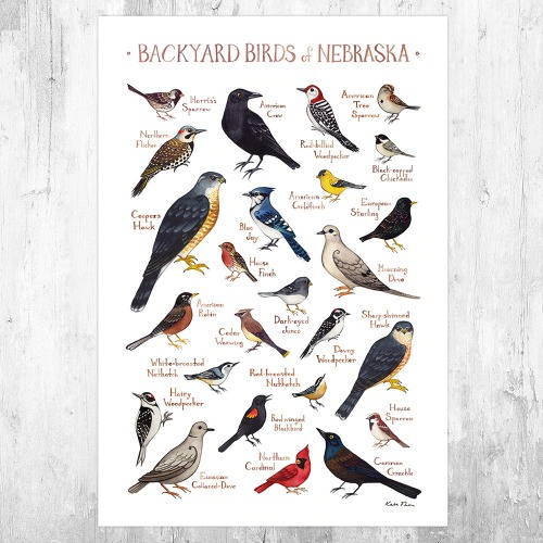 Birds Of Nebraska