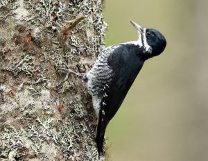 Black-Backed Woodpecker