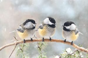 Black-Capped-Chickadee