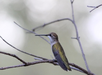 Black-Chinned (Female)