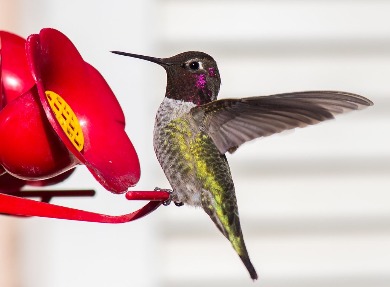 Black-Chinned (Male)