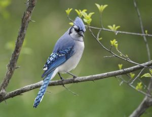 Blue Jay 