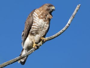 Broad-Winged Hawk