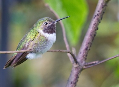 Broad-billed (Female)