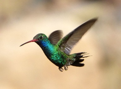 Broad-billed (Male)