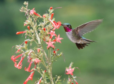 Broad-tailed (Male)